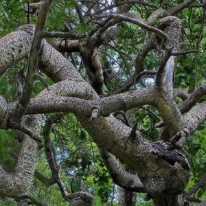 Meet your Posher, Persephone